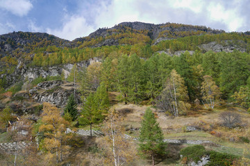 View of landscape forest on the mountain in autumn season at Switzerland for nature landscape background