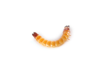 Wireworm isolated on white. Agricultural pest