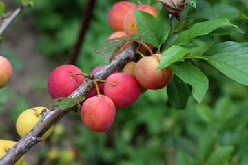 Growing plums. Red and yellow. Harvest