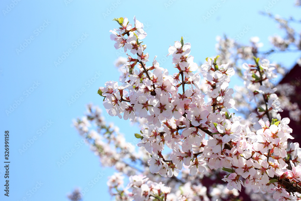 Canvas Prints Nanking cherry blossom and sky