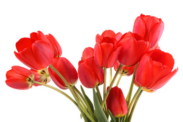 Red vertical tulips isolated on white