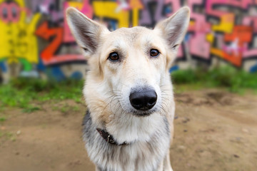 Focused adorable dog in street in summer