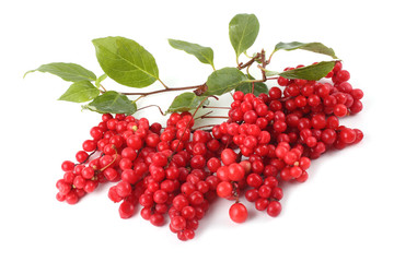 Schisandra chinensis (five flour fruit, magnolia berry)