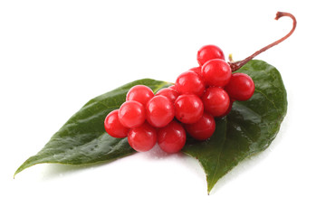 Schisandra chinensis (five flour fruit, magnolia berry) on leaves