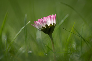 Gänseblümchen © Hanna Gottschalk