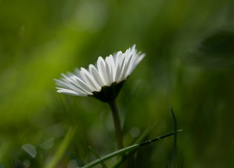 Gänseblümchen © Hanna Gottschalk