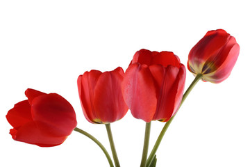 Red vertical tulips isolated on white