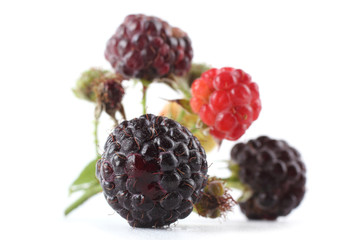 Black raspberry cluster (Rubus idaeus)