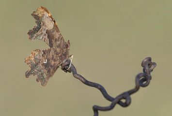 Like a leaf, the incredible camouflage of Comma butterfly (Polygonia c-album)