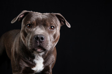 Obraz premium Kind American Staffordshire Terrier standing in studio