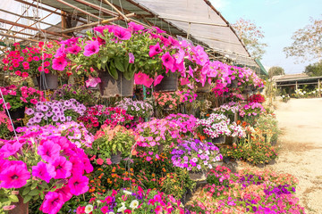 Fototapeta na wymiar Pink flowers Plant in pot at garden .