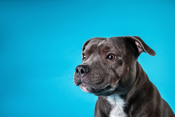 Serious American Staffordshire Terrier in studio on blue background
