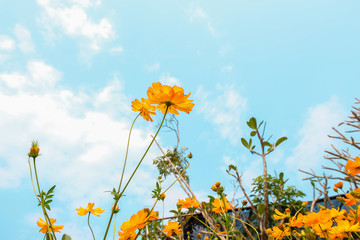 Yellow Cosmos flowers field at out door with blue sky ,nature background.