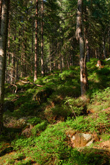 wild nature, bright sunlight in summer forest, beautiful landscape in carpathian mountains, spruces on hills