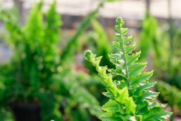 Close up young ferns leaf in garden . nature concept.
