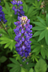 Obraz premium Growing violet-blue lupine. Flower background