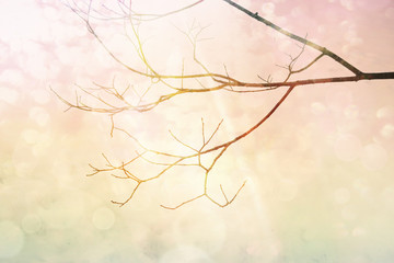 Winter background with tree branches abstract glitter-gold, pink lights background, de-focused
