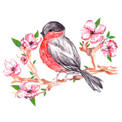 Watercolor bird. Bullfinch. Bird on a branch. Sakura.