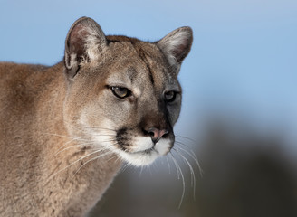 Fototapeta na wymiar Cougar or Mountain lion (Puma concolor) closeup in the winter snow 