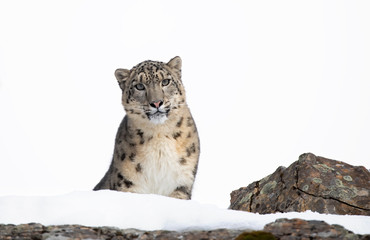 Snow leopard (Panthera uncia) walking on a rocky cliff in winter