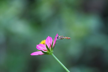 Flies flying on the flower