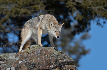 A lone coyote (Canis latrans) standing on a rocky cliff hunting in the winter snow 