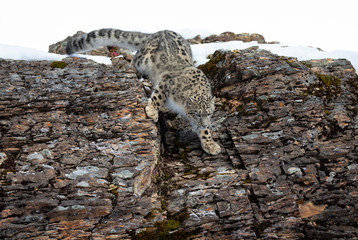 Snow leopard (Panthera uncia) walking on a rocky cliff in winter 