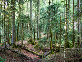 Obraz premium Beautiful summer forest with different trees