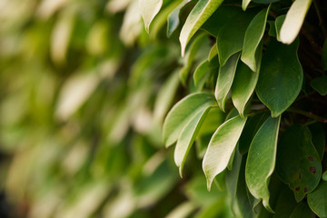 Obraz premium Background pattern of green leaves