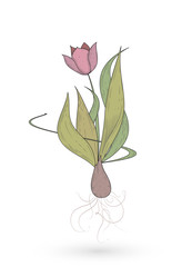 Zeichnung einer Zwiebel mit erblühter Tulpe
