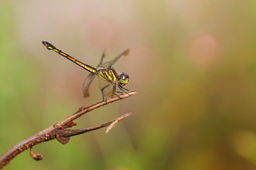 dragonfly on the branch