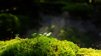 Foto op Aluminium Lush green moss forest with old tree with moss. Background © phoomrat