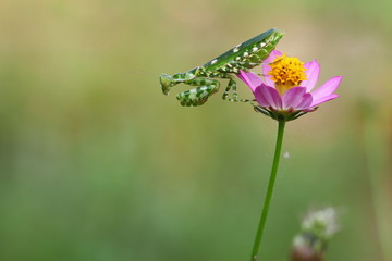 praying mantis on the flower