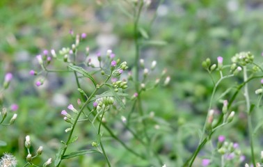 Tiny Flowers on Cyanthillium Cinereum or Little Ironweed Plant