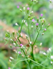 Tiny Ladybugs Walking on Little Ironweed Plant