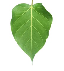 Banyan or Sacred Fig Leaf on White Background