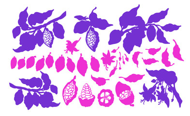 Cocoa set. Vector silhouette. Cacao truit outline