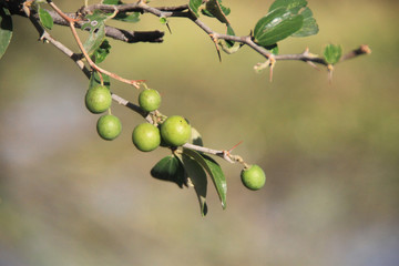 Dojrzewające na drzewie oliwnym małe zielone oliwki - obrazy, fototapety, plakaty
