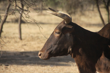 głowa brązowej krowy z rogami widoczna z profilu na tle wyschniętych traw