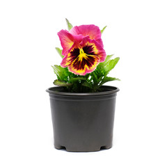 Pansy flowers in a garden pot for spring planting. Isolated on a white background..Seedlings
