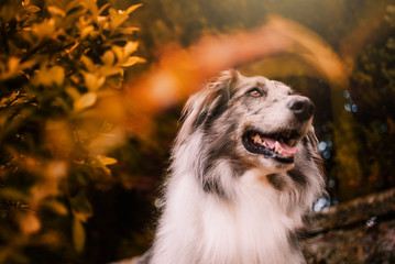 portrait of collie dog posing for photo