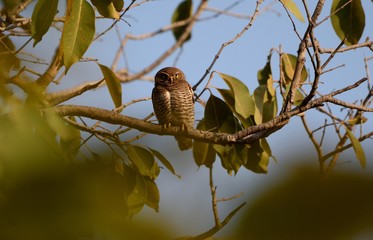 The jungle owlet resting on tree branch