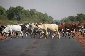 stado białych i brązowych krów przechodzących przez drogę na afrykańskiej prowincji © KOLA  STUDIO