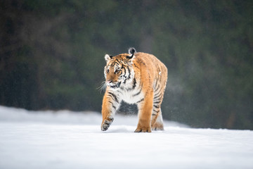 Siberian Tiger running in snow. Beautiful, dynamic and powerful photo of this majestic animal. Set in environment typical for this amazing animal. Birches and meadows