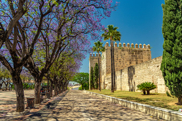 The majestic walls of the Moorish Alcazar and the lacy shadow of lushly flowering jacaranda trees...