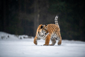 Siberian Tiger running in snow. Beautiful, dynamic and powerful photo of this majestic animal. Set in environment typical for this amazing animal. Birches and meadows