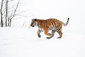 Siberian Tiger running in snow. Beautiful, dynamic and powerful photo of this majestic animal. Set in environment typical for this amazing animal. Birches and meadows