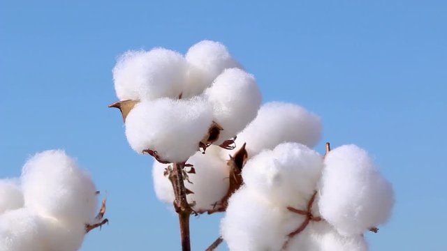 Agriculture - cotton in detail, cotton field with blue sky, Brazilian - Agribusiness