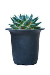 Ariocarpus trigonus in flower pot