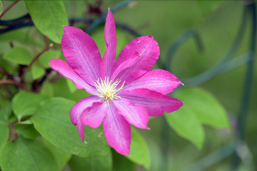 Purple clematis